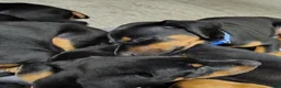 Doberman Pinscher dogs for sale: Doberman Pinscher / Blue - Ad 3