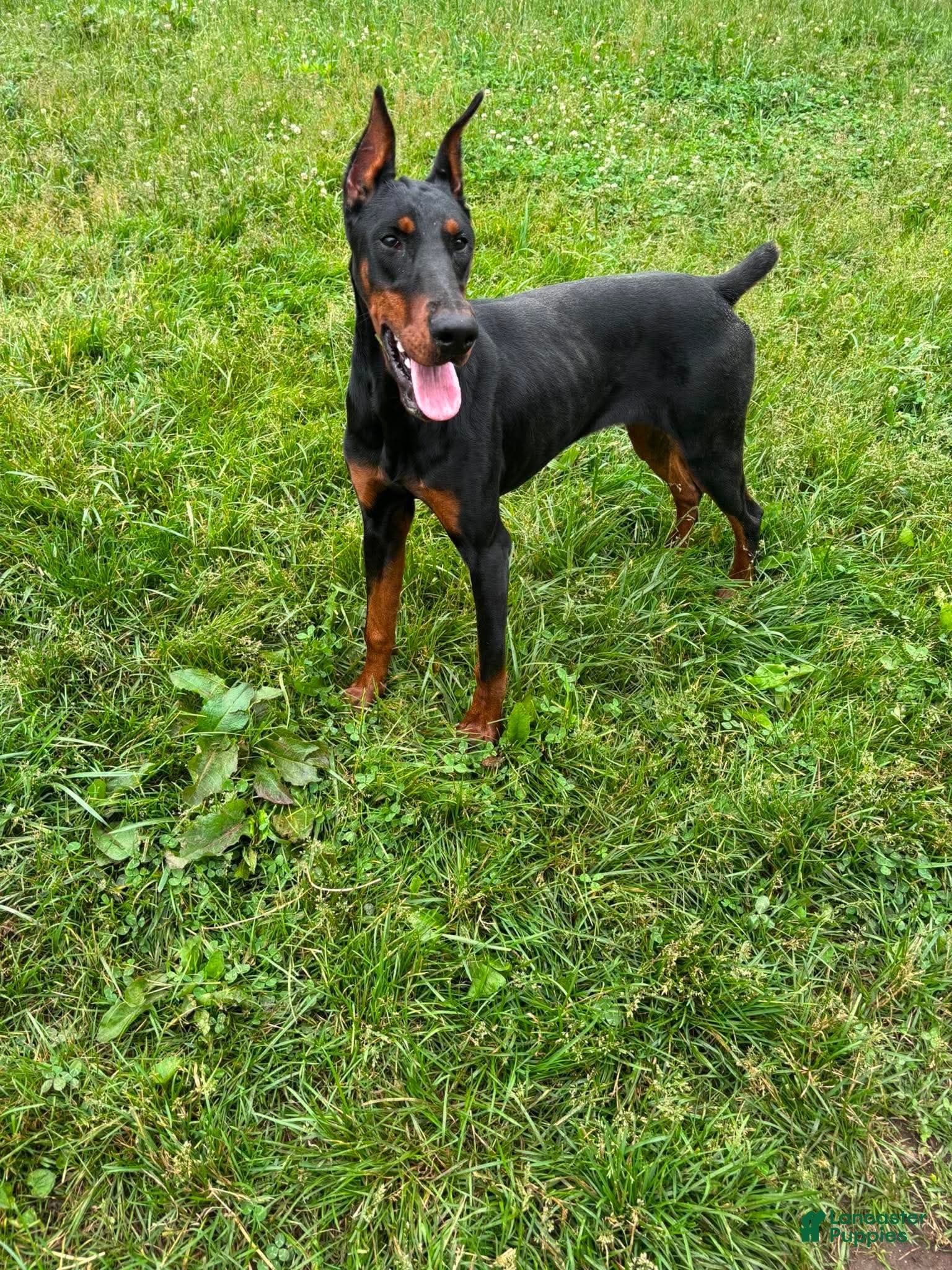 Doberman Pinscher dogs for sale: Rushka akc - Ad 3