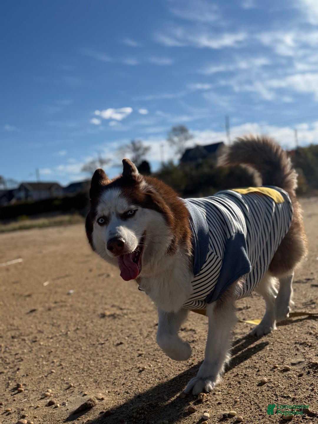 Siberian Husky dogs for sale: Siberian Husky Puppy 1 - Ad 3