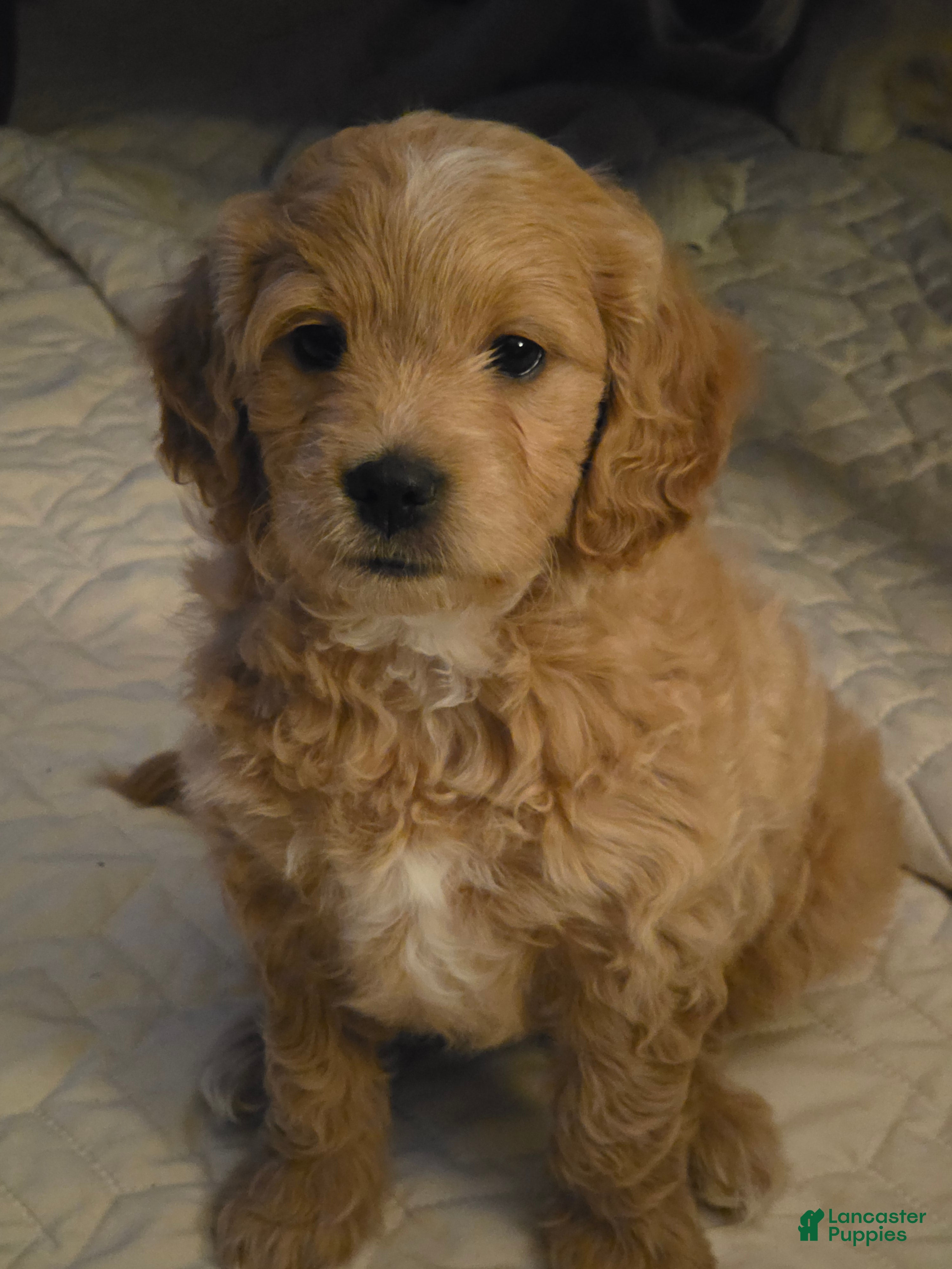 Mini Goldendoodle dogs Mini Goldendoodle 3 - Ad 2