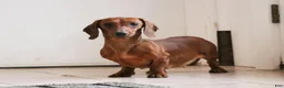 Miniature Dachshund dogs for sale: Rosemary - Ad 6