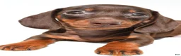 Dachshund dogs for sale: Royal - Ad 7