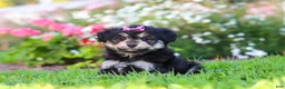 Mixed Breed dogs for sale: Autumn - Ad 2