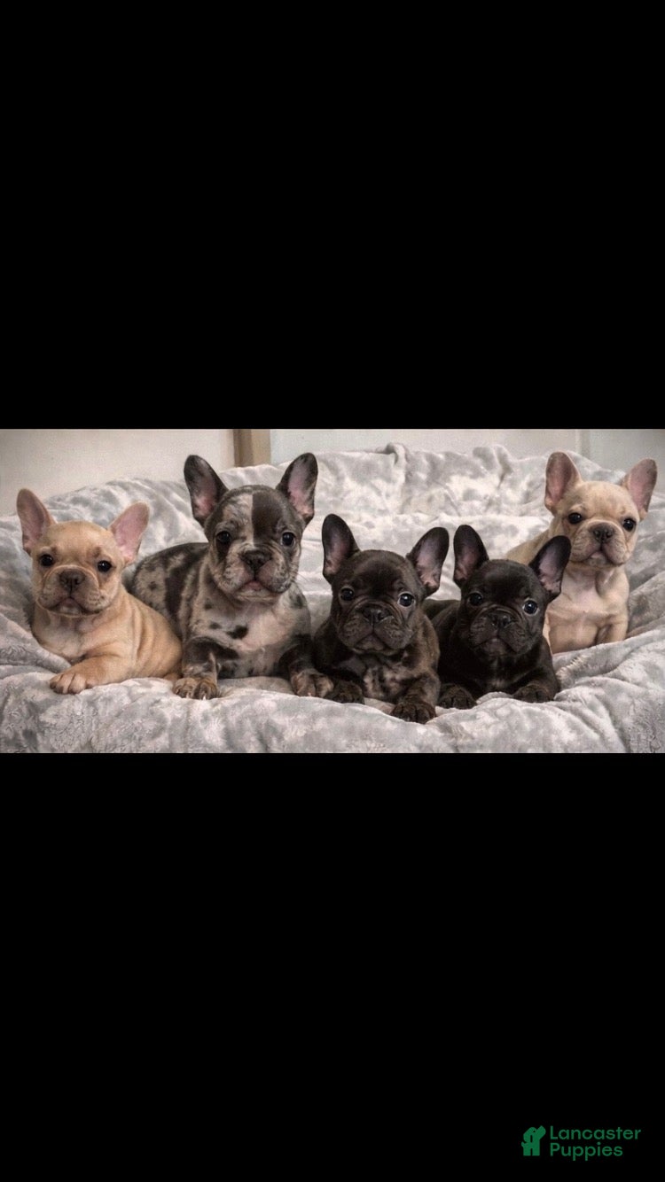 French Bulldog dogs French Bulldog Puppy 1 - Ad 23