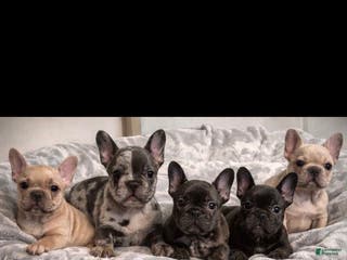 French Bulldog dogs French Bulldog Puppy 1 - Ad 11