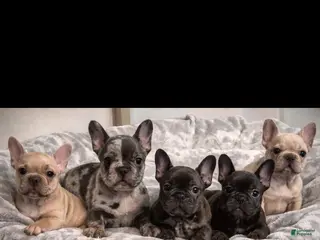 French Bulldog dogs French Bulldog Puppy 1 - Ad 6