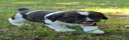 English Springer Spaniel dogs for sale: Everest  - Ad 1