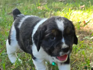 English Springer Spaniel dogs Everest - Ad 23