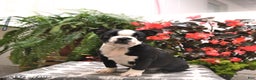 Boston Terrier dogs for sale: Felicity - Ad 2