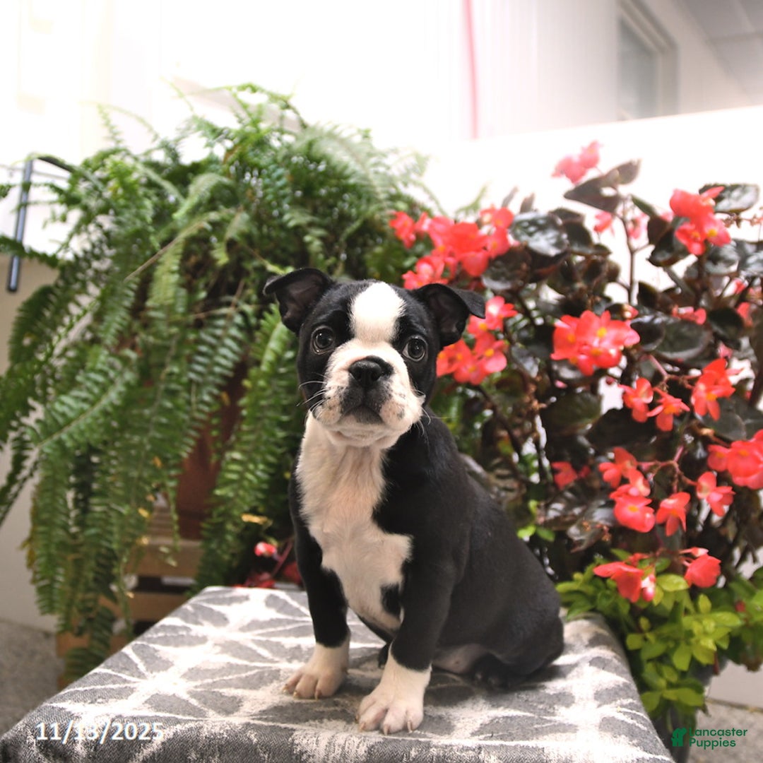 Boston Terrier dogs for sale: Felicity - Ad 2