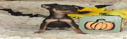 Miniature Pinscher dogs for sale: AKC Roo black rust - Ad 3