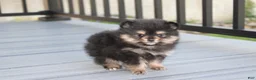 Pomeranian dogs for sale: Tilly - Ad 2