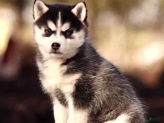 Pomsky dogs Essie - Ad 8