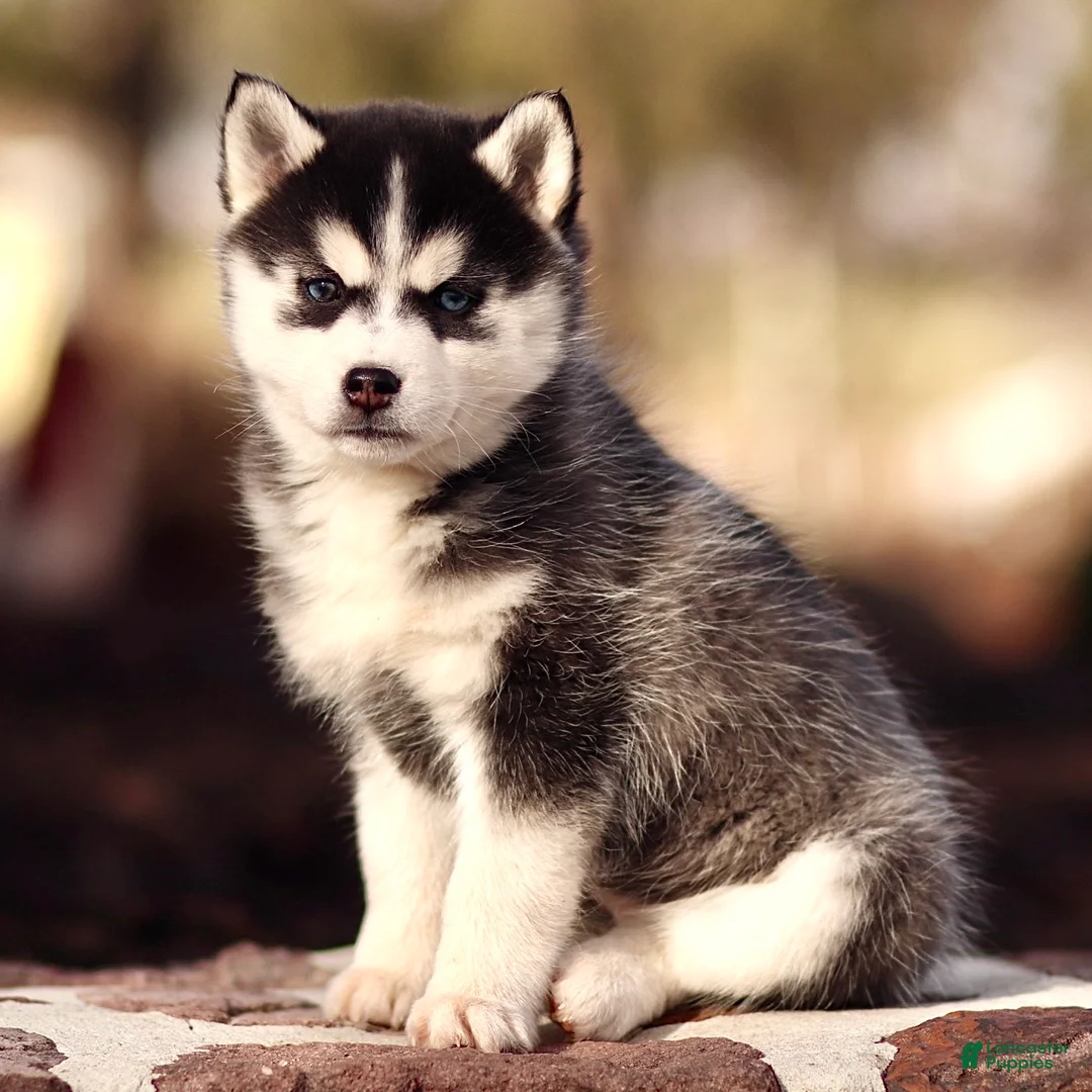 Pomsky dogs for sale: Essie - Ad 1