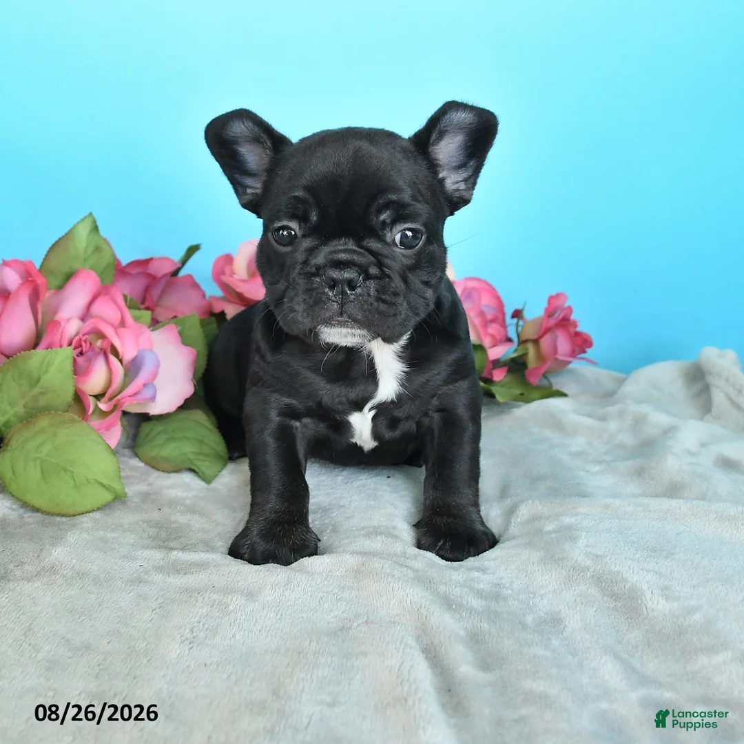 French Bulldog dogs for sale: Tommy - Ad 1