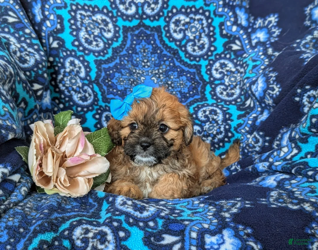 Shihpoo dogs for sale: Jenny - Ad 5