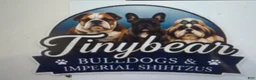 French Bulldog dogs for sale: Garth - Ad 5