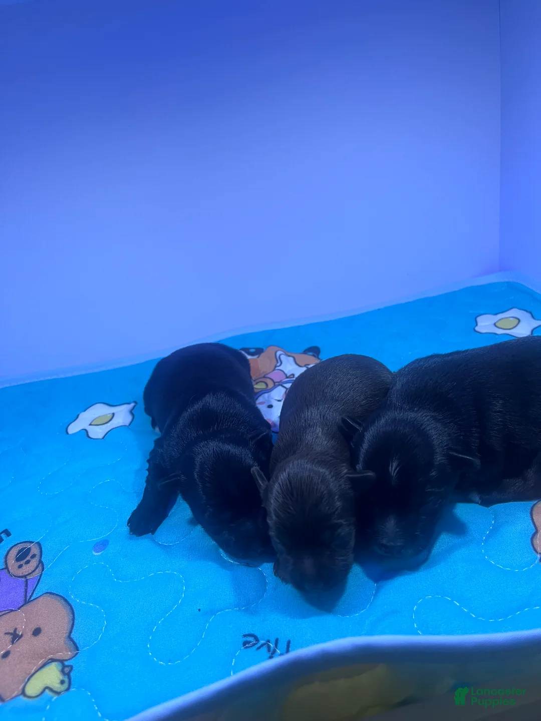 Yorkiepoo dogs for sale: Yorkiepoo 1 - Ad 2