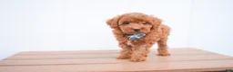 Miniature Poodle dogs for sale: Dakota 💕🐶 - Ad 2