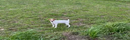 Jack Russell Terrier dogs for sale: Jack Russell Terrier Girl 2  - Ad 3