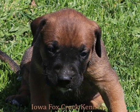 Mixed Breed dogs Brutus - Ad 19