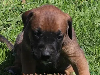 Mixed Breed dogs Brutus - Ad 19