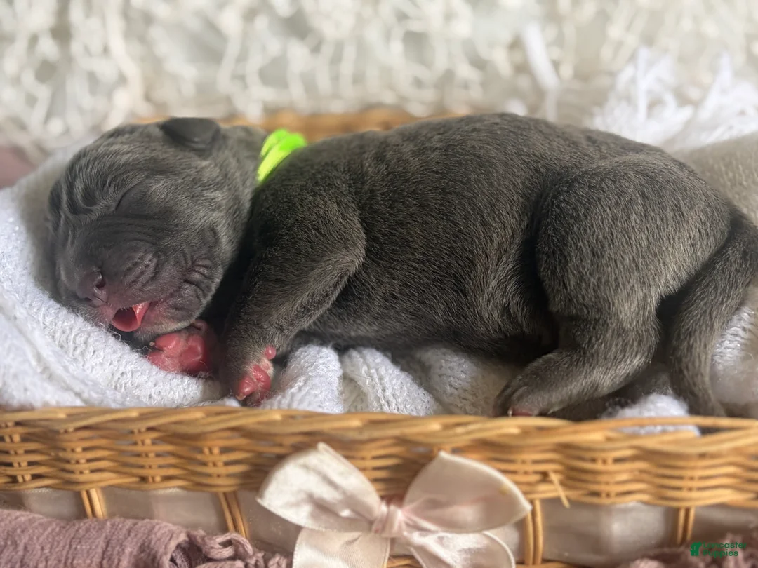 Cane Corso dogs for sale: Cane Corso Puppy 3 - Ad 1