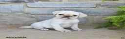 Frug dogs for sale: Honey - Ad 1