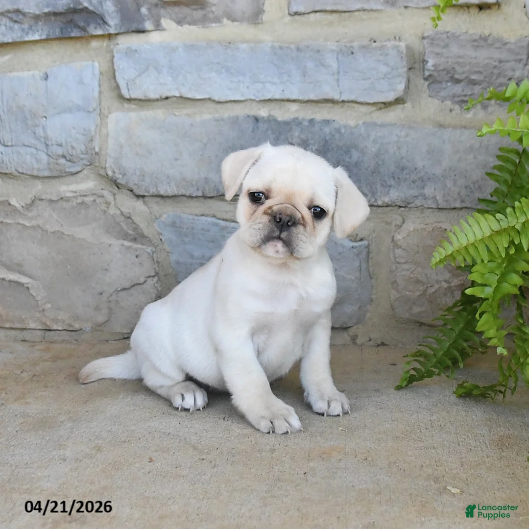 Frug dogs for sale: Honey - Ad 1
