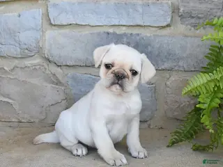 Frug dogs for sale: Honey - Ad 4