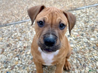 American Pit Bull Terrier dogs Beau Jangles - Ad 18