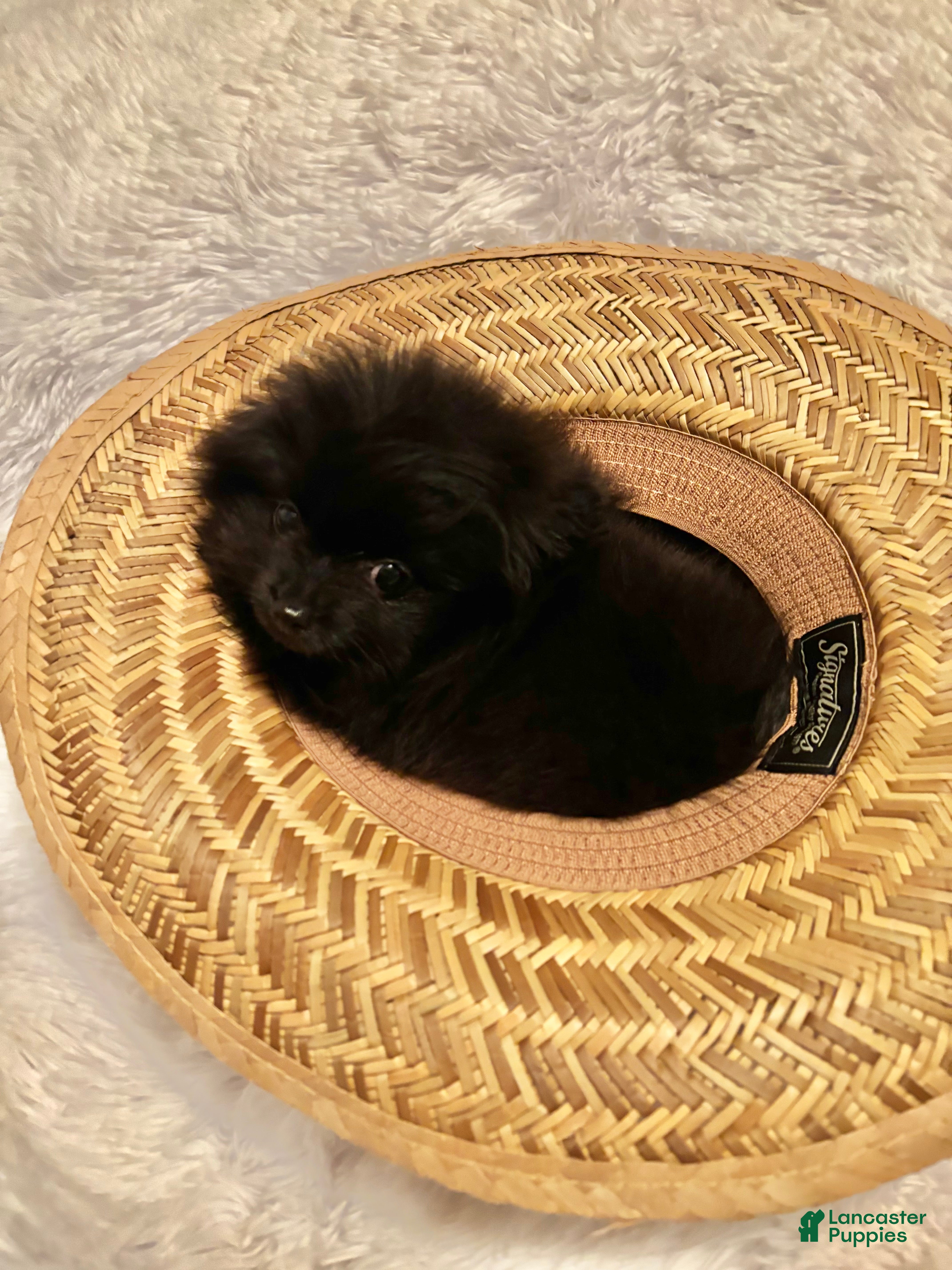 Pomeranian dogs Pomeranian Puppy 1 - Ad 10