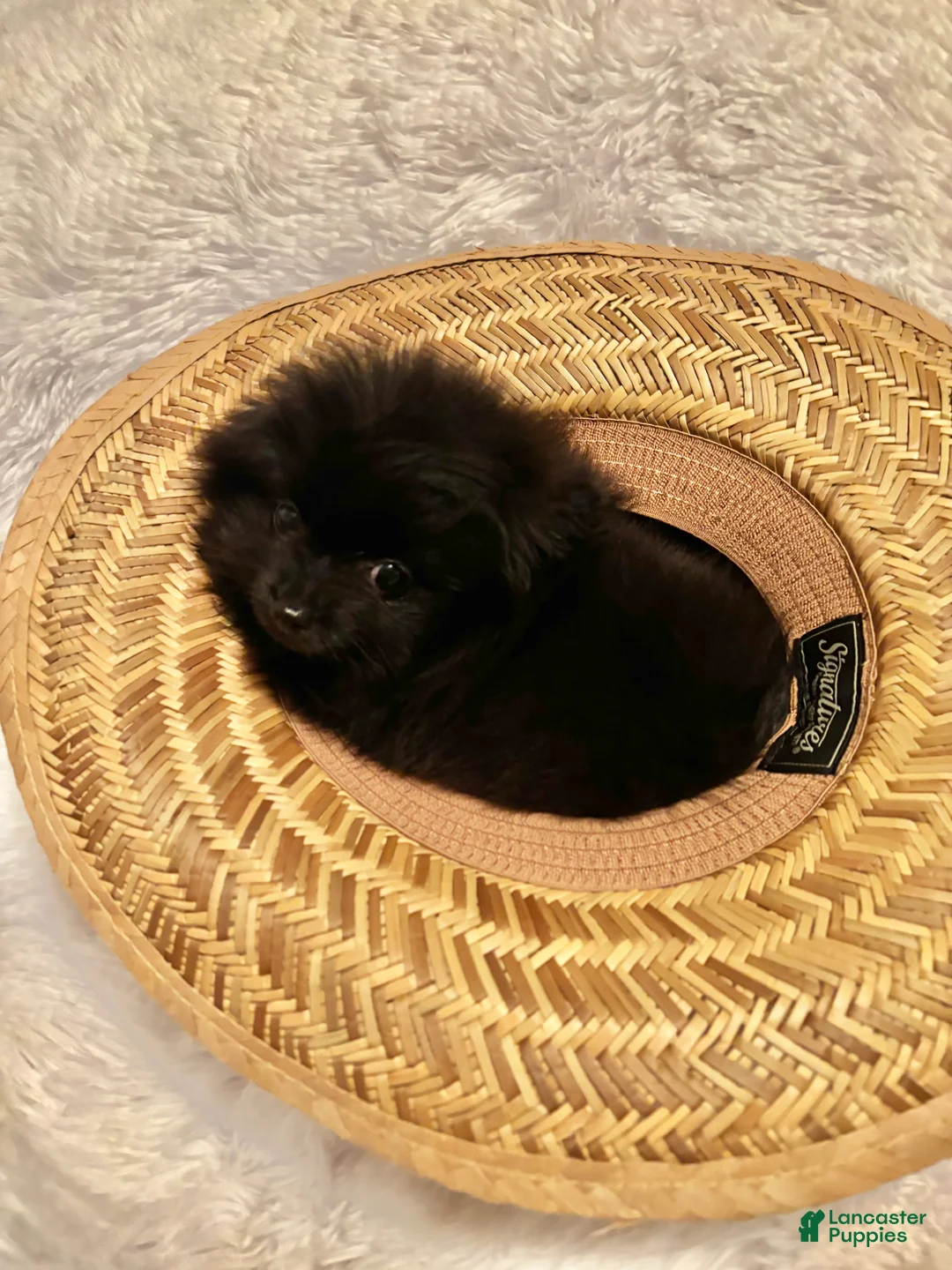 Pomeranian dogs for sale: Pomeranian Puppy 1 - Ad 1