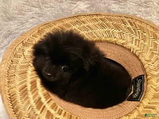 Pomeranian dogs Pomeranian Puppy 1 - Ad 11