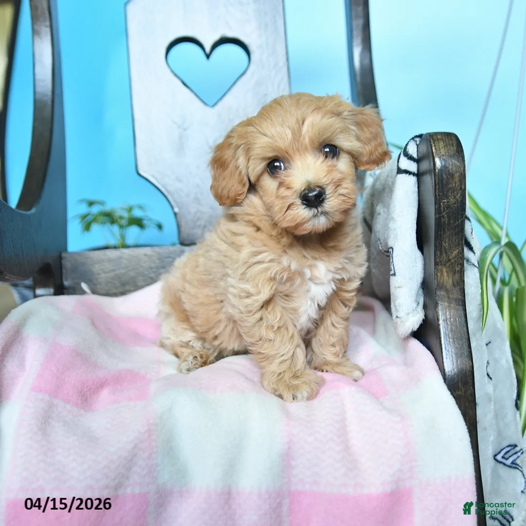 Havapoo dogs for sale: Belle - Ad 1