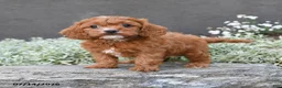 Cavapoo dogs for sale: Dallas - Ad 3