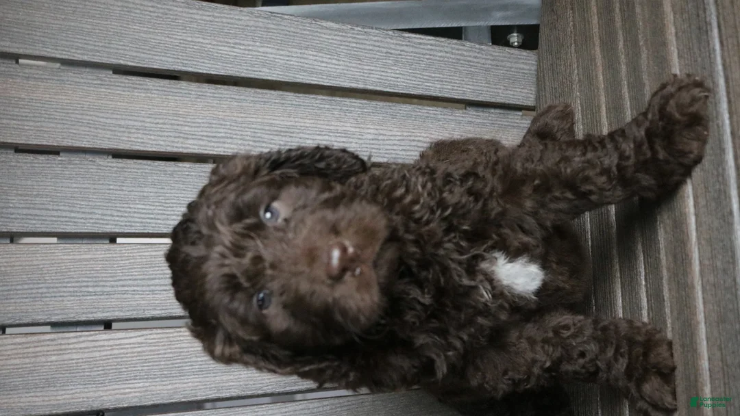 Newfypoo dogs for sale: Roxy - Ad 12