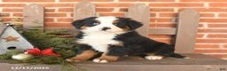 Bernese Mountain Dog dogs for sale: Bonnie - Ad 3