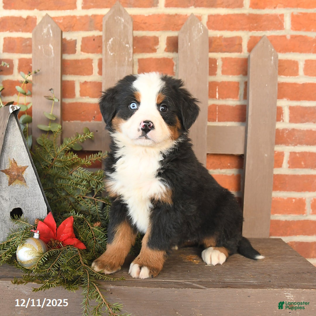 Bernese Mountain Dog dogs for sale: Bonnie - Ad 3