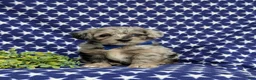 Corgipoo dogs for sale: Dalton - Ad 4