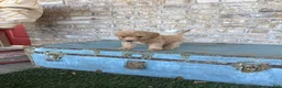 Miniature Labradoodle dogs for sale: Betsy - Ad 6
