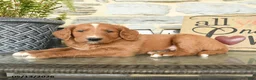 Goldendoodle dogs for sale: Jerry - Ad 3