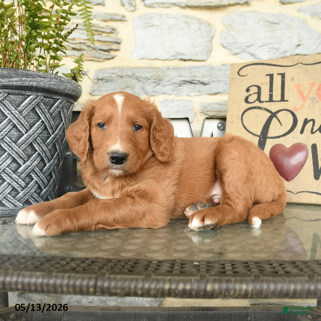 Goldendoodle dogs for sale: Jerry - Ad 3