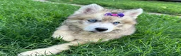 Siberian Husky dogs for sale: RISA - Ad 21