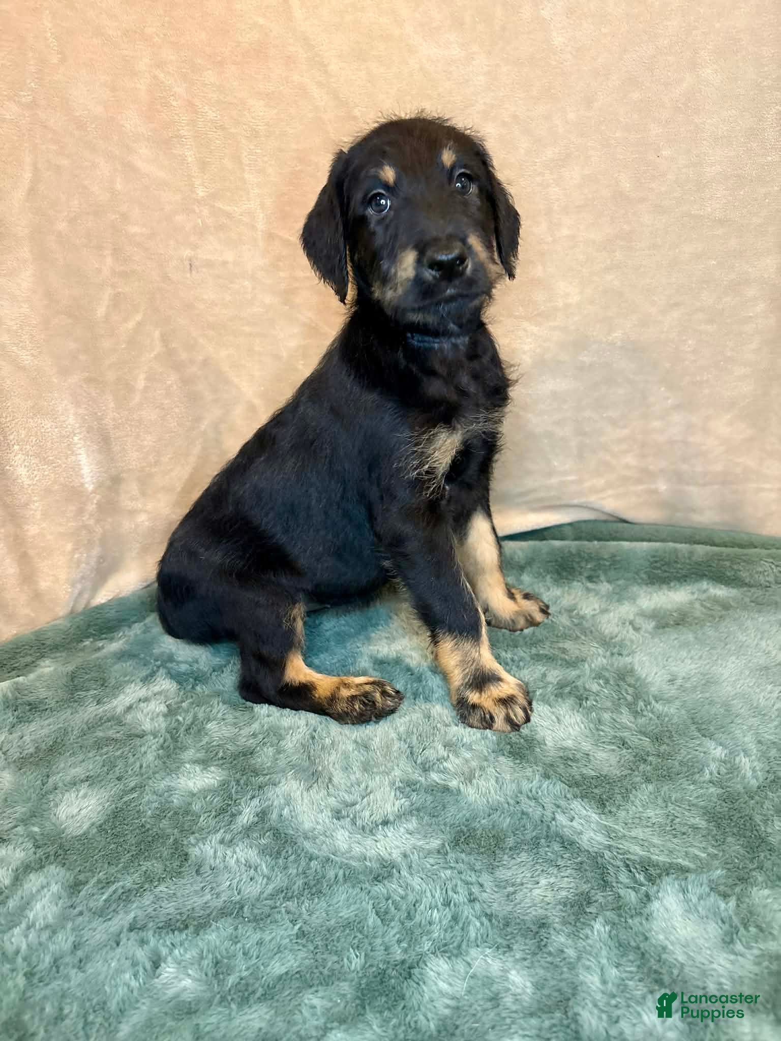 Mixed Breed dogs Snookie - Ad 1