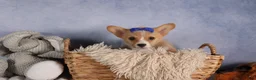 Welsh Corgi Pembroke dogs for sale: Charlie 🐾💙 - Ad 10