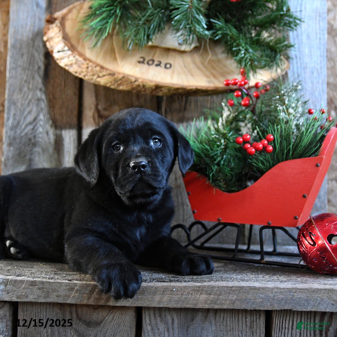 Labrador Retriever dogs for sale: Reba - Ad 3