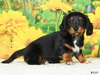 Miniature Dachshund dogs - Ad 23
