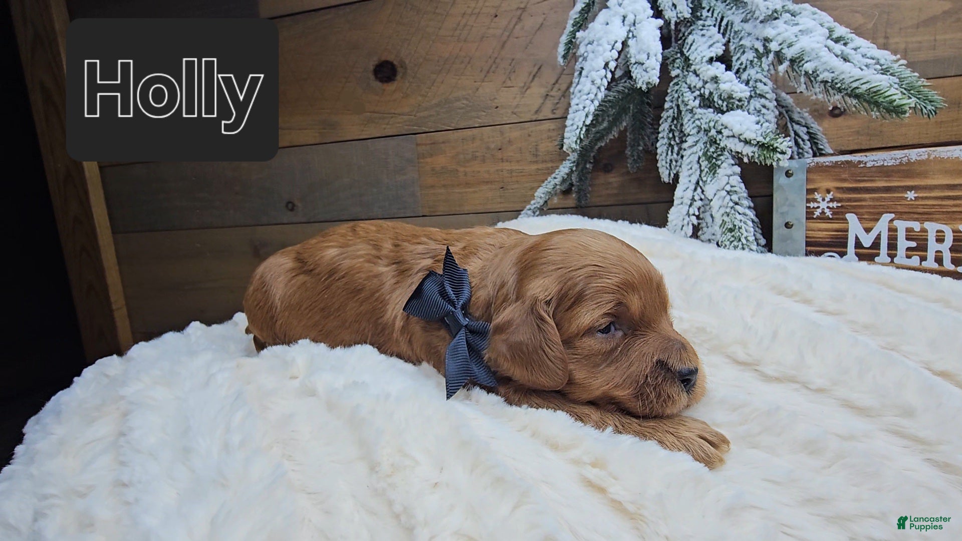 Mini Goldendoodle dogs Holly - Ad 21