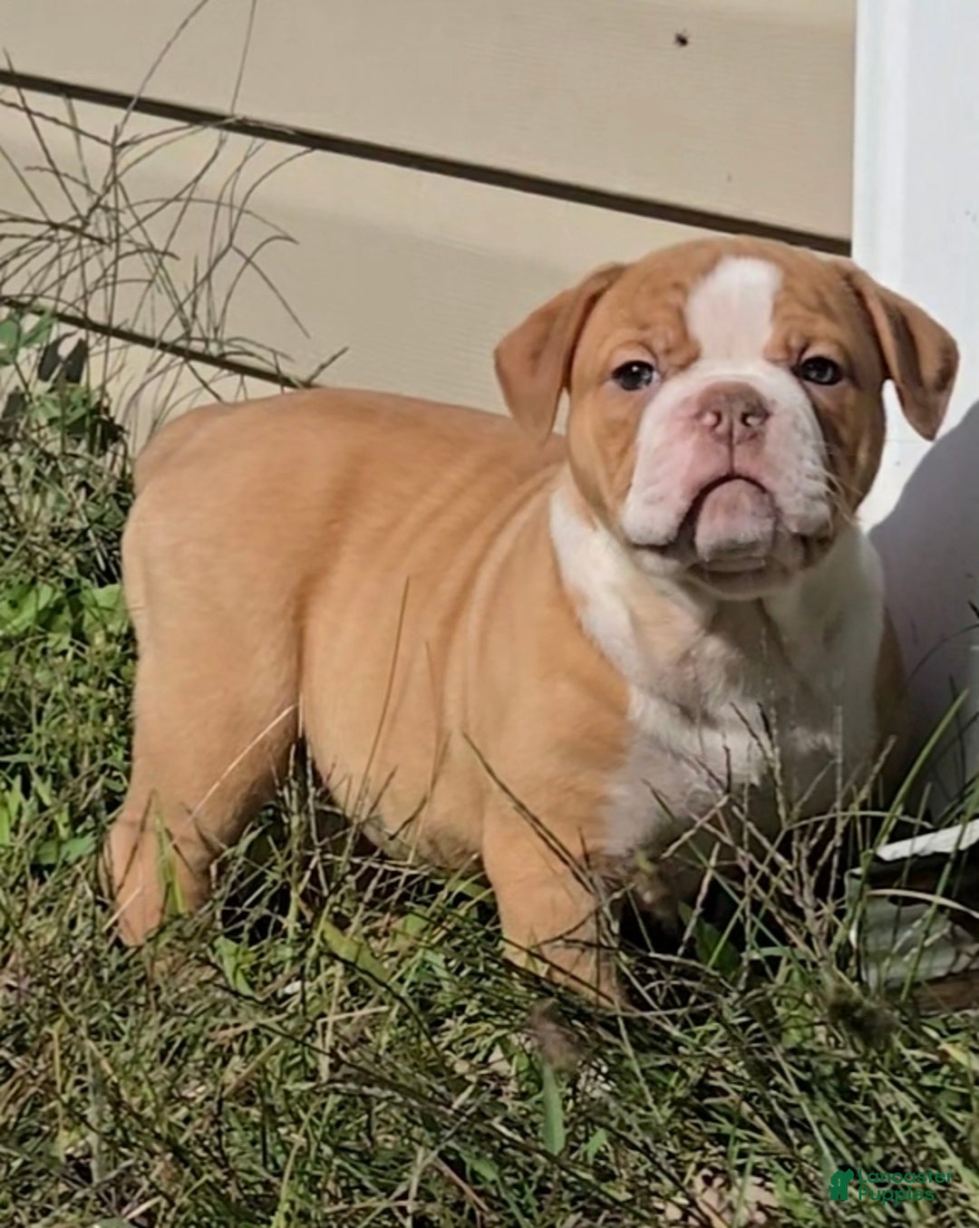 Olde English Bulldogge Puppies for sale in Ohio Lancaster Puppies